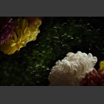 《不是花中偏爱菊 此花开尽更无花》多重曝光