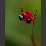 奇花异草