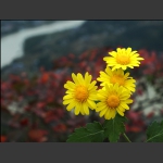 秋菊