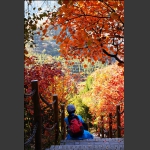 红叶岭之秋