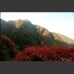 崇山红叶
