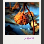 夕照残荷