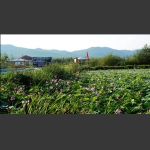 小兴安岭夏荷