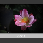 荷韵飘香