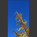 黄叶碧空2