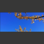 黄叶碧空