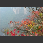 崇山红叶