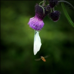 蜂蝶恋花