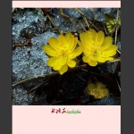 冰凌花