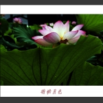 荷塘月色