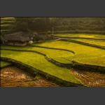 土家小院