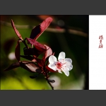 榆叶梅