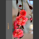 桃花朵朵