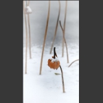 荷殇----雪荷