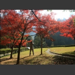 枫叶正红