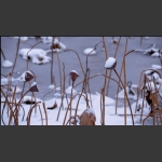 荷殇----薄雪