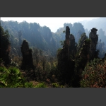 深秋的天子山7