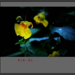 春之韵·春花