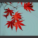 秋叶姿色5