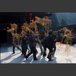 舞草龙