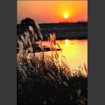 《夕阳映芦花》