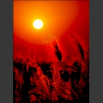 夕阳.芦花