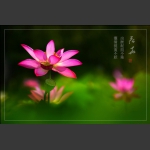荷