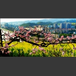 桃花怒放渡船坡