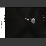 咏梅·组图1