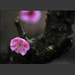 雨中梅《组照》