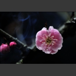 雨中梅《组照》