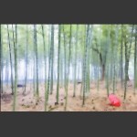 竹林寻梦