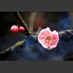 梅花