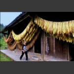 农 家（十三）