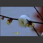 争  春