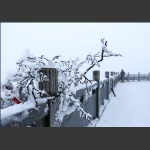 冰雪似花