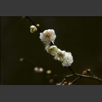 梅花