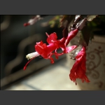 盆花 2