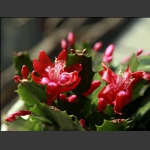 盆花 1