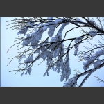 雪韵