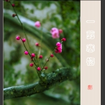 寒  梅