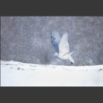 雪鸮