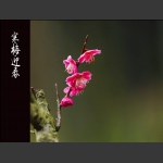红梅