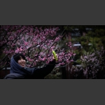 恋花