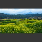 油菜花