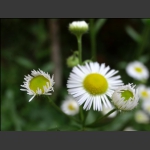 山花烂漫