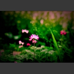 赏花3