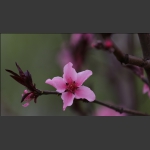 桃花绽放