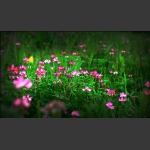 赏花2