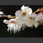 花之恋